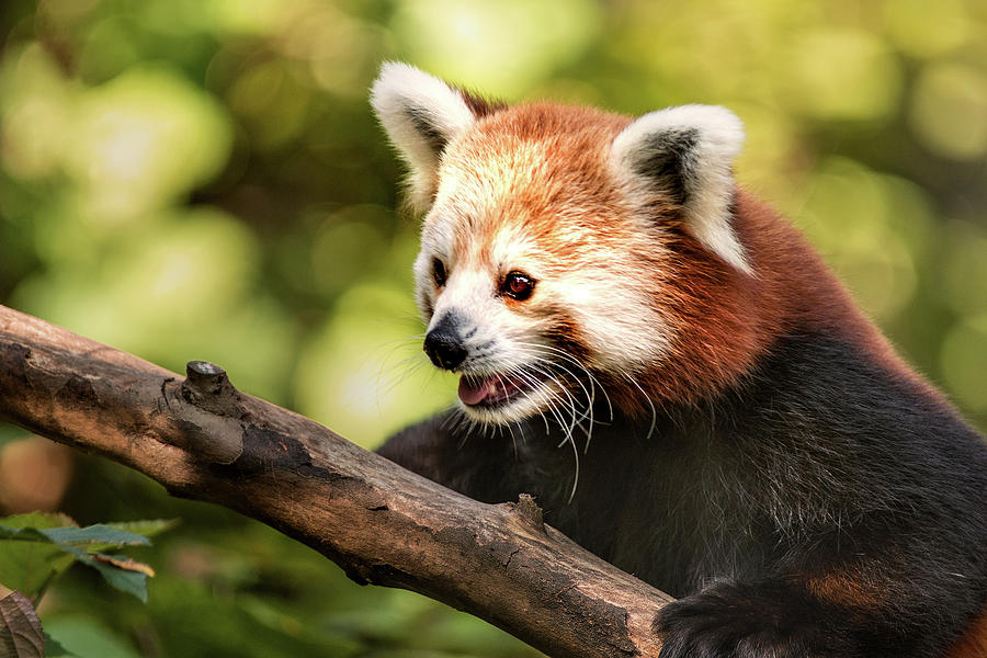 National Zoo Red Panda Photograph by Don Johnson