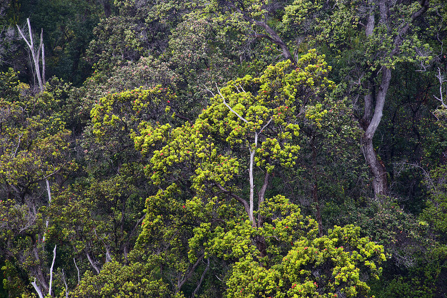 Native Hawaiian Forest With Ohia Trees Volcano National Photograph by ...