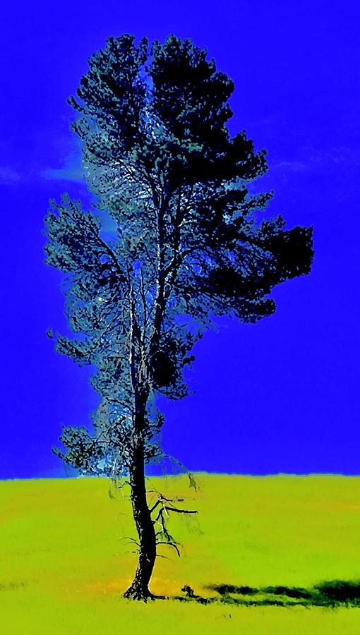 Spring Photograph - Native Pine at County Park by Scott L Holtslander