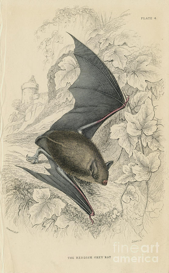Natterers Bat Myotis Nattereri, 1828 Drawing by Print Collector