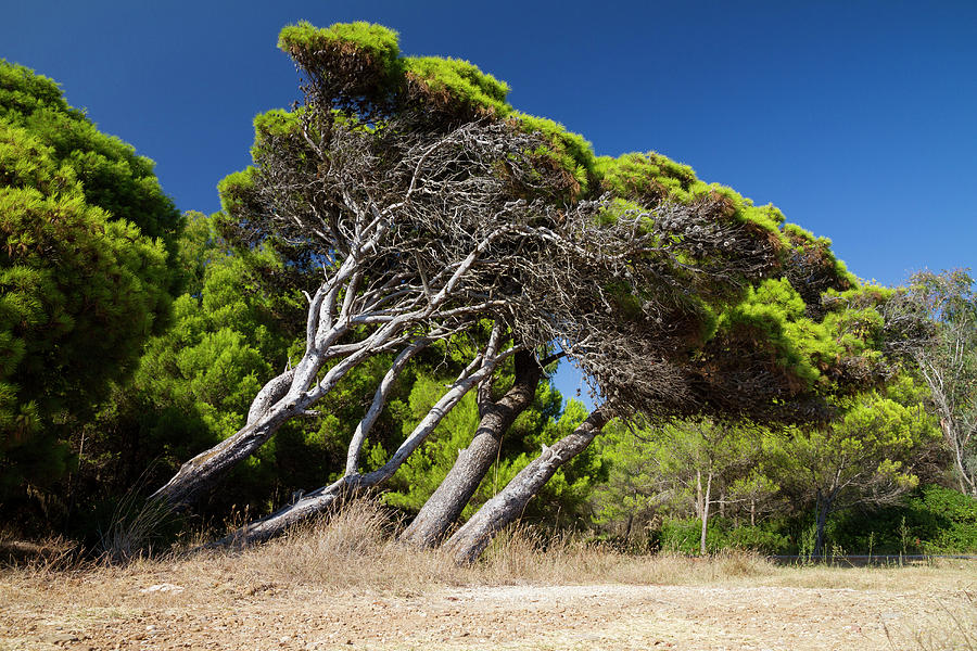 Natur, Pflanze, Pflanzen, Baum, Bäume, Holz, Grün, Aleppokiefern, Pinus ...