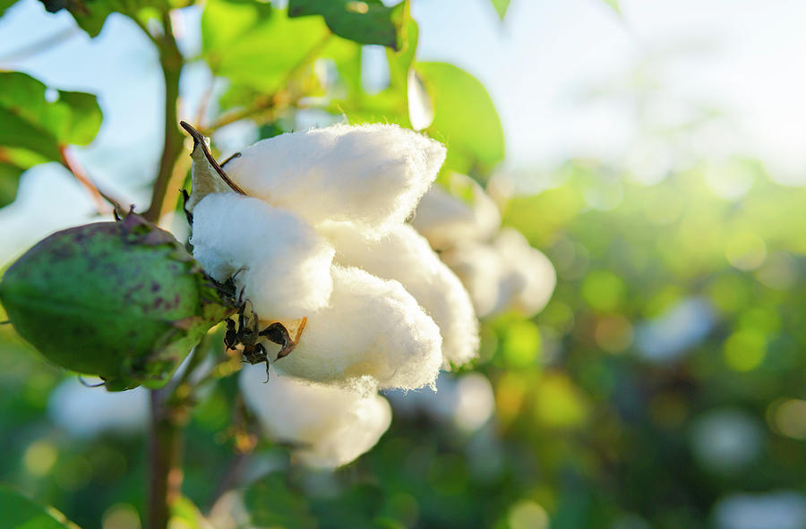 Cotton Bt Gmo Biotech - Free photo on Pixabay - Pixabay