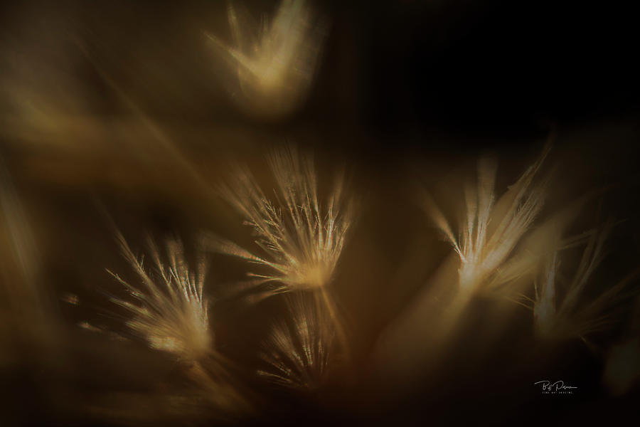 Natural Abstract Photograph by Bill Posner