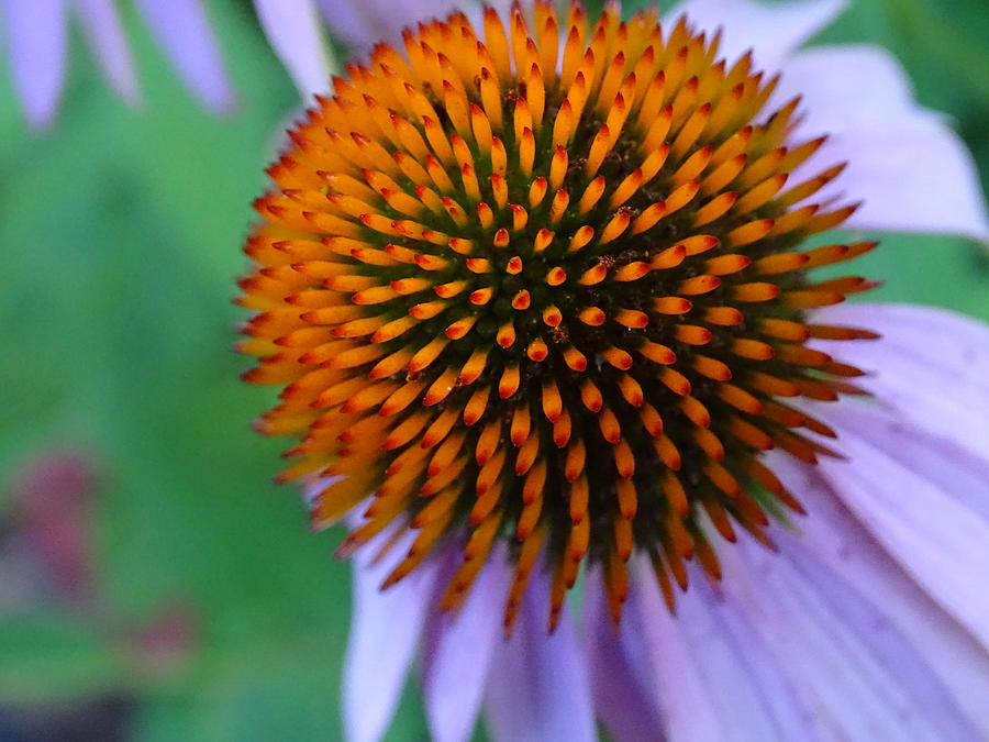 Natural Beauty, Coneflower Photograph by Mary Halpin