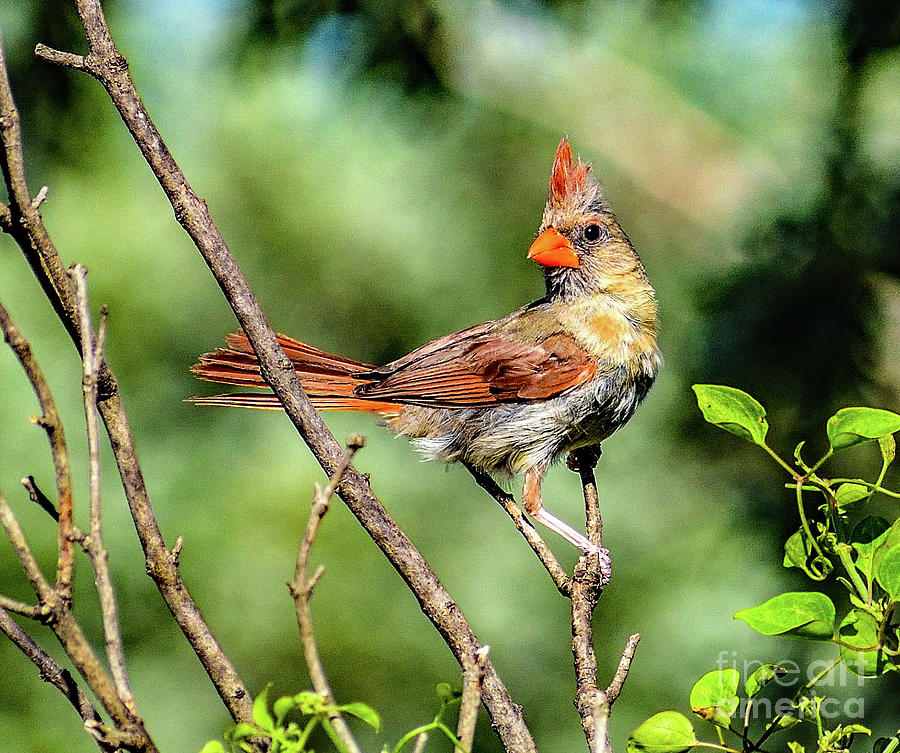 Natural Beauty Of A Female Northern Cardinal Photograph by Cindy Treger