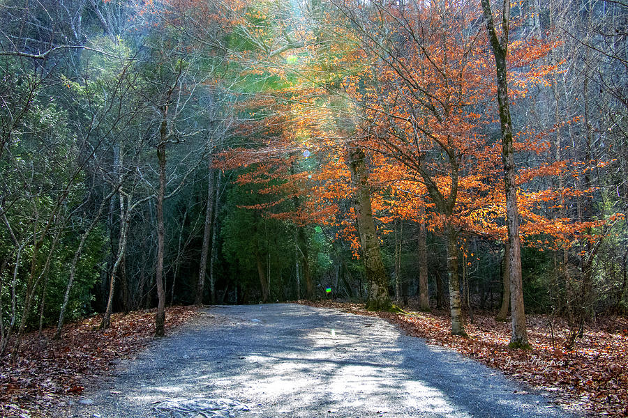 Natural Bridge State Park Photograph By Jean Haynes Pixels   Natural Bridge State Park Jean Haynes 