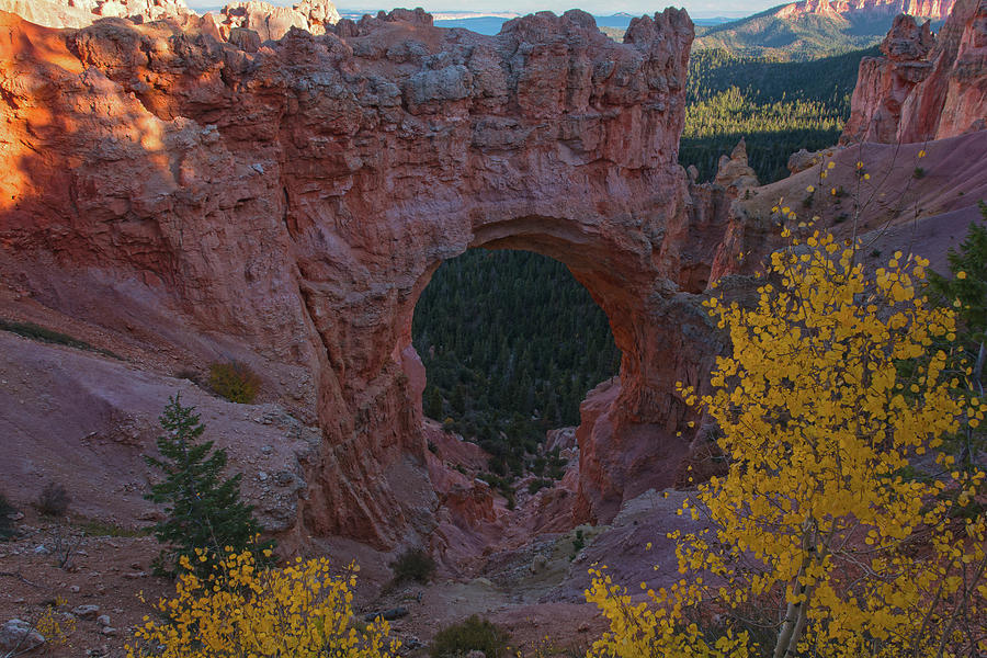 Bryce Canyon National Park Photograph - Natural Bridge With Aspen by Angelo Marcialis