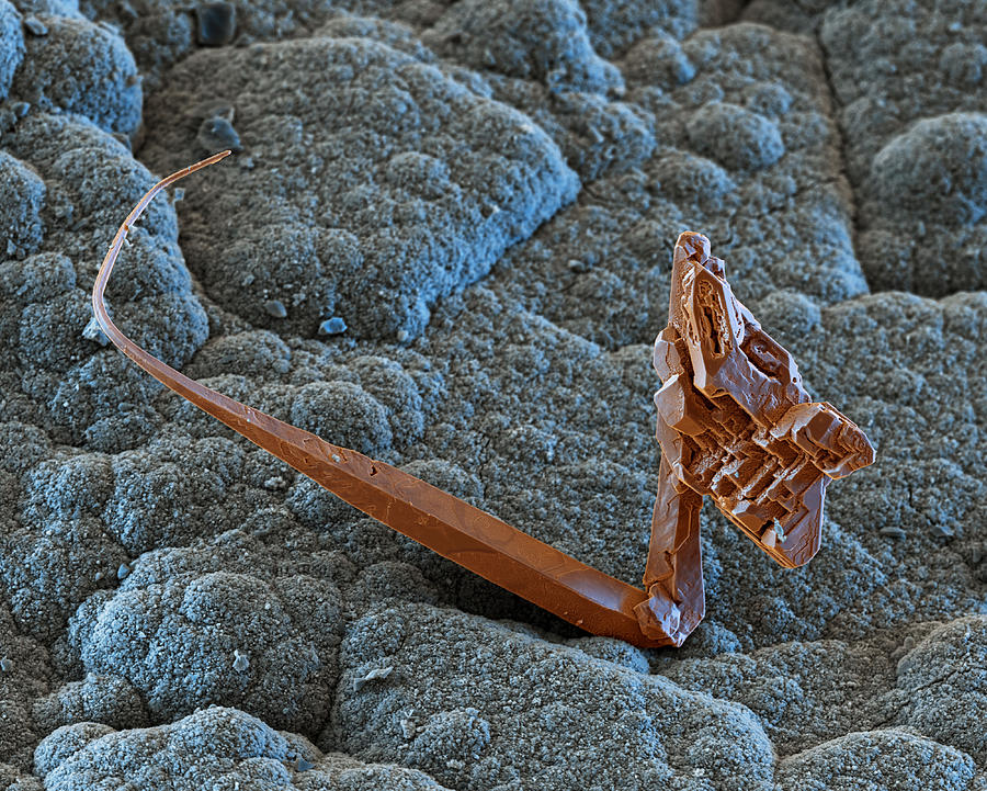 Natural Copper Crystal, Sem Photograph by Meckes/ottawa
