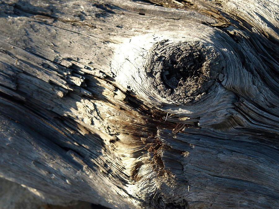 Nature Photograph - Natural Detail 26 by Cw Hetzer Nature Photograph - Natural Detail 26 by Cw Hetzer