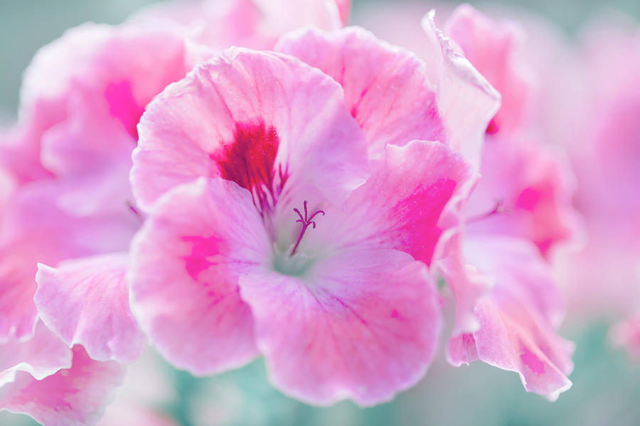 Nature Photograph - Natural Floral Background With White And Pink Geraniums by Tamara Kulikova