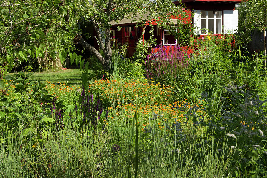 Natural Garden With Garden House Photograph by Dr. Karen Meyer-rebentisch
