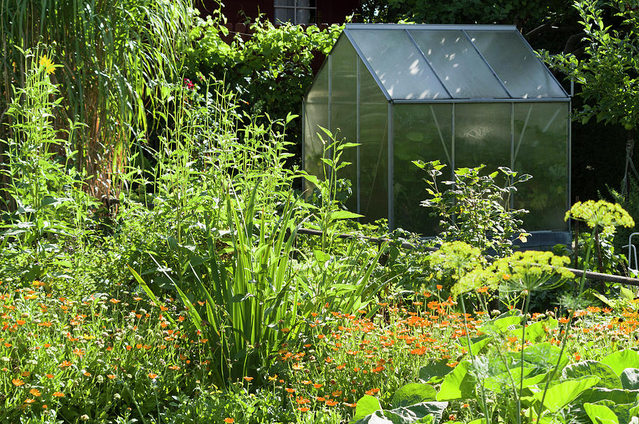 Natural Garden With Greenhouse Photograph by Dr. Karen Meyer-rebentisch