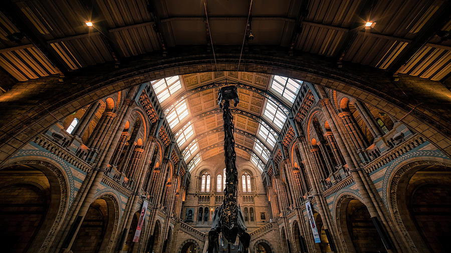 Dinosaur Photograph - Natural History Museum IIi by Giuseppe Torre