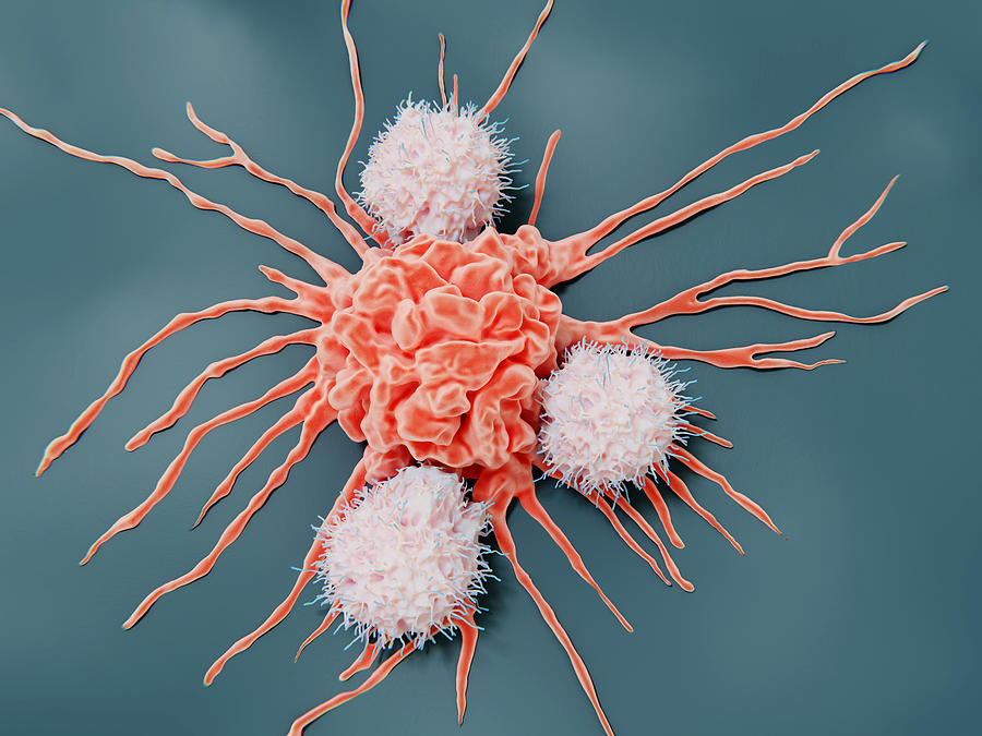 Natural Killer Cells Attacking A Cancer Photograph by Juan Gaertner ...