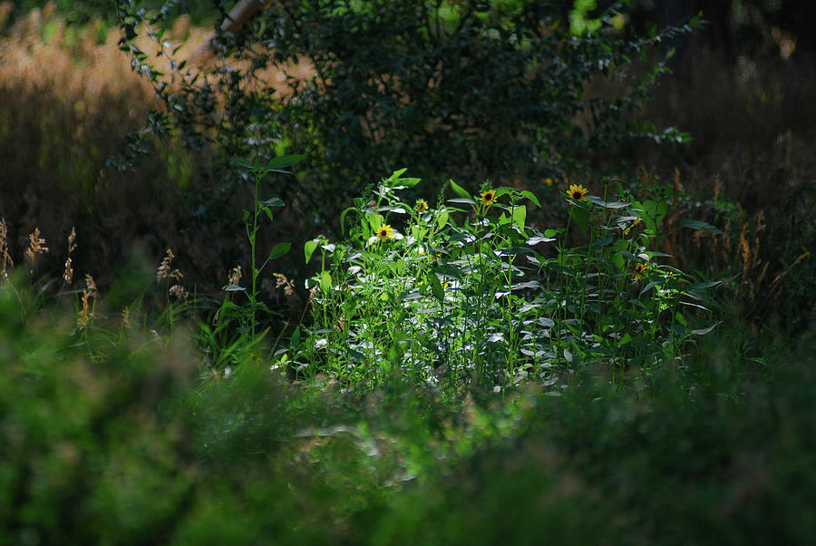 Natural Spotlight on Sunflowers in Field Photograph by Brenda Landdeck ...