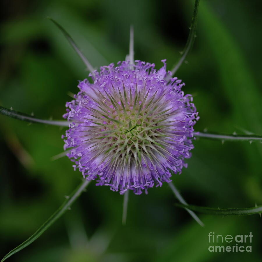 Natural symmetry Photograph by Jessica Myscofski