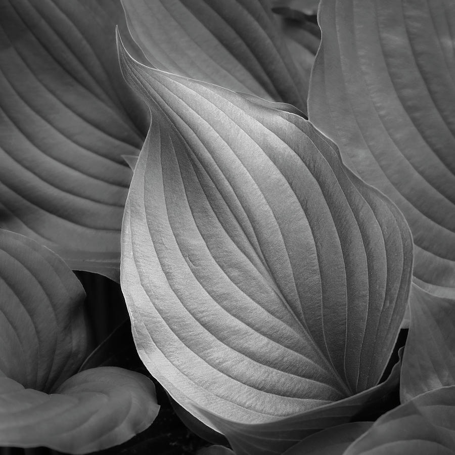 Natural Tones by Patrick M Lynch Natural Tones by Patrick M Lynch