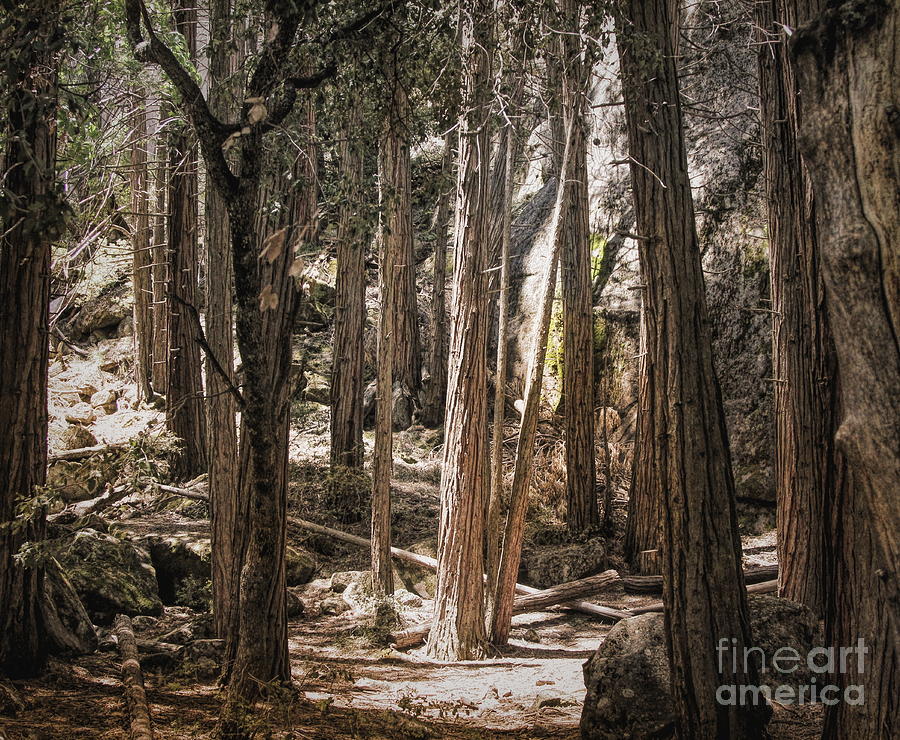 Natural Tones Yosemite Trees Landscape  Photograph by Chuck Kuhn