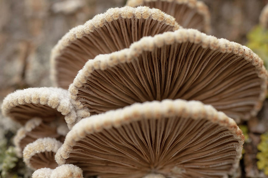 Natural Schizophyllum Mushroom Photograph by Iris Richardson
