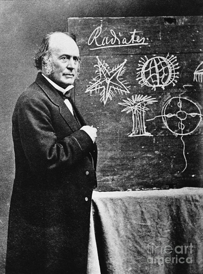 Naturalist Louis Agassiz With Diagram Photograph by Bettmann