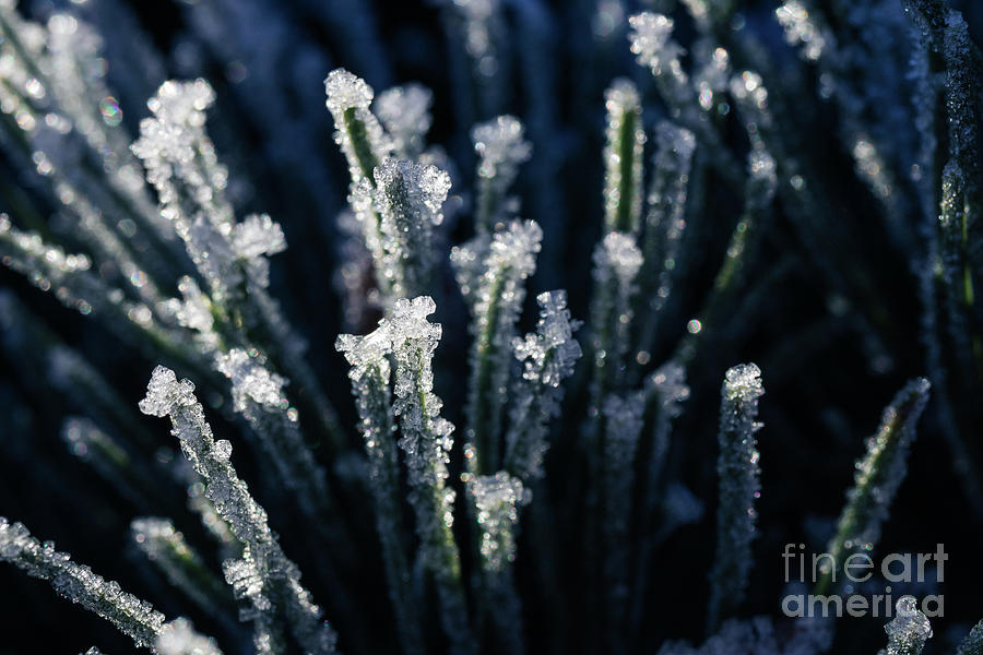 Winter Photograph - Nature Abstract by Eva Lechner