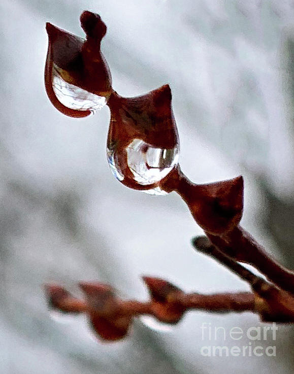 Nature abstract Photograph by Izet Kapetanovic