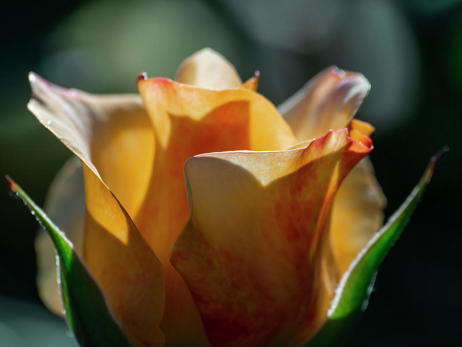 Aesthetic Photograph - Nature - Amber Rose Vase Like by Arthur Babiarz Aesthetic Photograph - Nature - Amber Rose Vase Like by Arthur Babiarz
