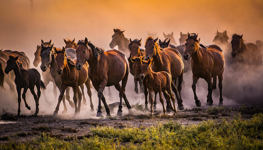 Animals Photograph - Nature And Horses by Cihan Savran Animals Photograph - Nature And Horses by Cihan Savran