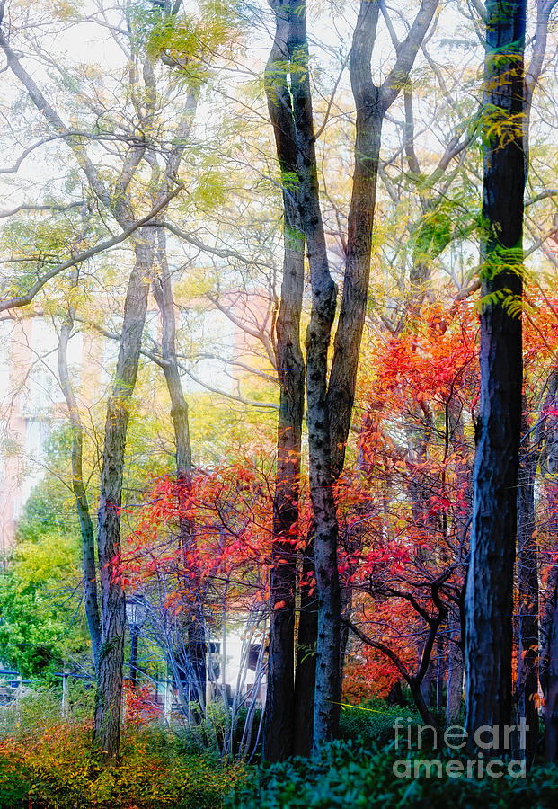 Nature Autumn Colors East Coast USA Photograph by Chuck Kuhn