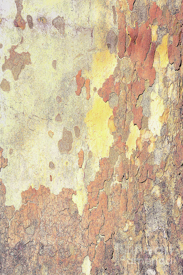 Nature Bark Abstract in Gold Photograph by Regina Geoghan