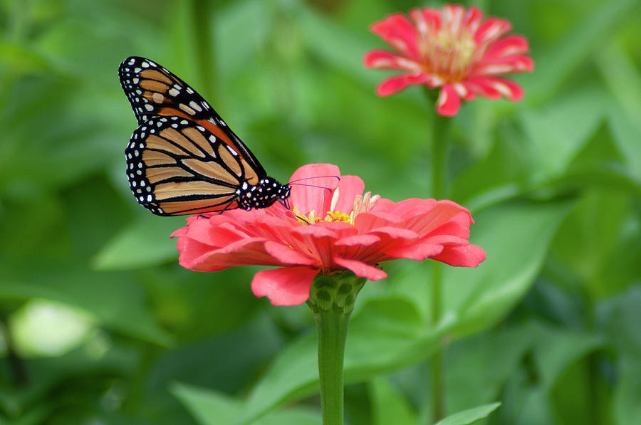 Nature - Butterfly in the Garden Photograph by Bill Cannon