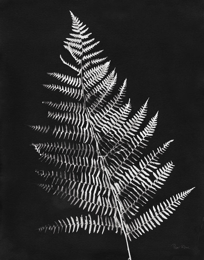 Black And White Painting - Nature By The Lake Ferns Vi Black Crop by Piper Rhue