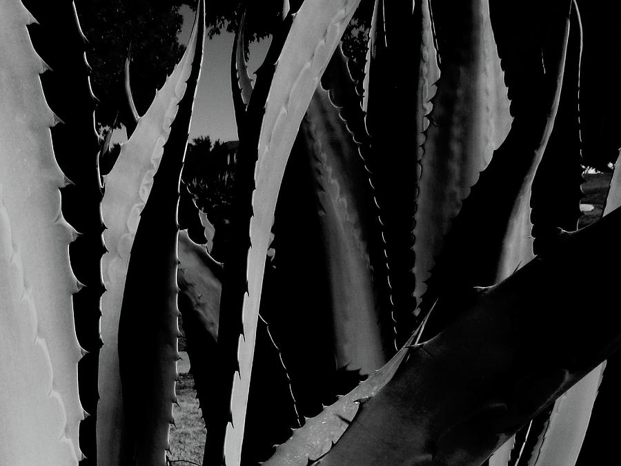 Nature, Cactus, Agave, Green, Black, and, White Digital Art by Scott S Baker