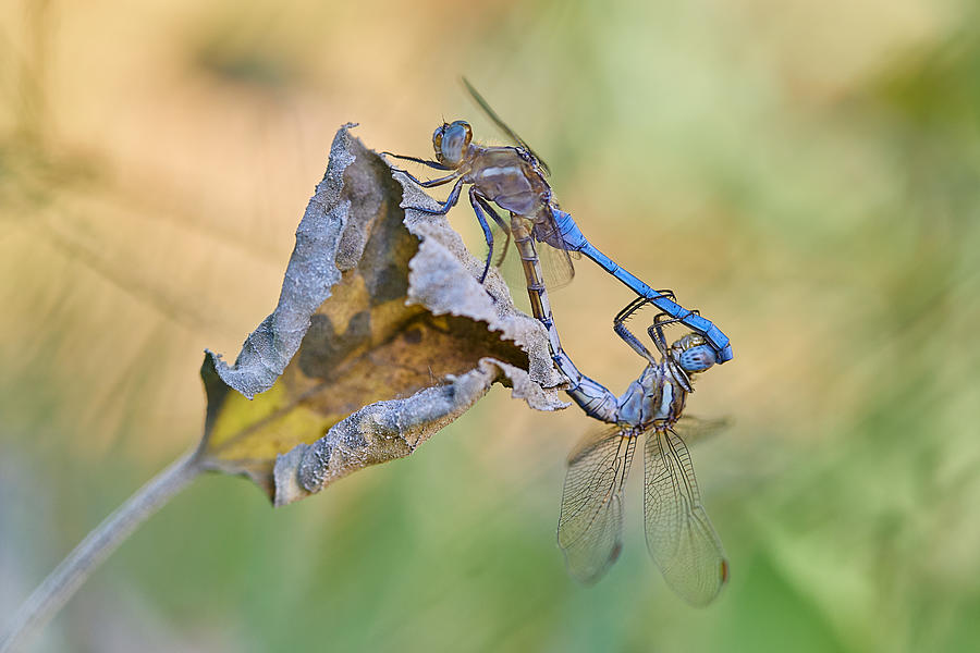 Nature Fantasy Photograph by Avital Hershkovitz