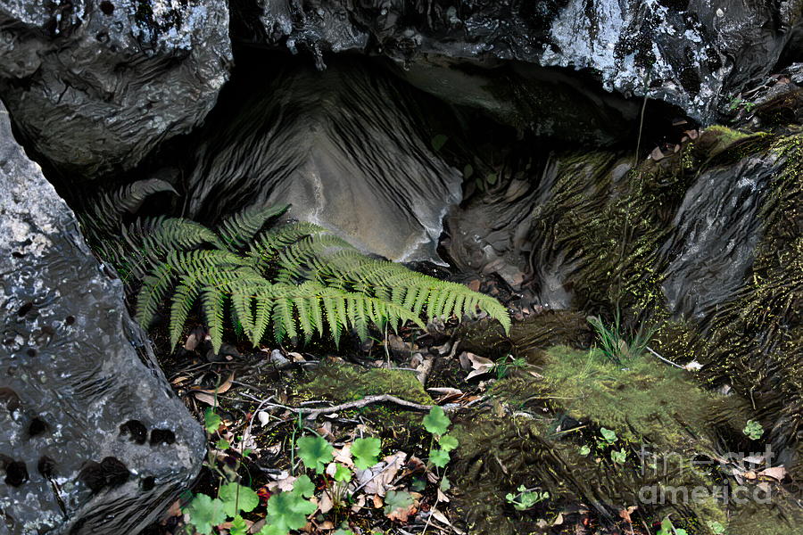 Nature Ferns Among Rocks Yosemite  Photograph by Chuck Kuhn