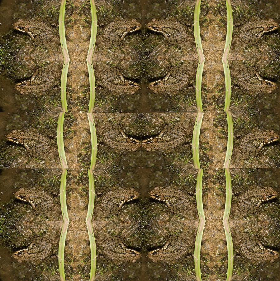 Nature - Flippen Frogs Digital Art by Scott S Baker