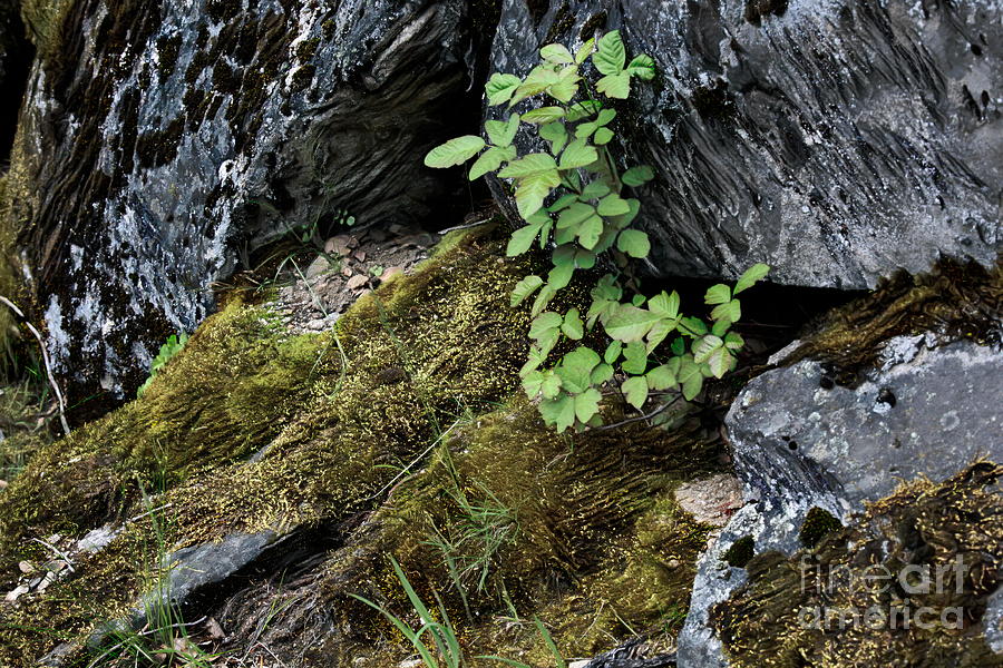 Nature Green Moss Rocks Yosemite  Photograph by Chuck Kuhn