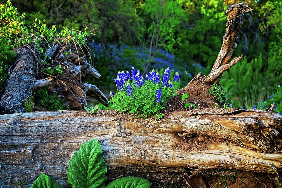 Bluebonnets Photograph - Nature Has A Way by Dave Files Bluebonnets Photograph - Nature Has A Way by Dave Files