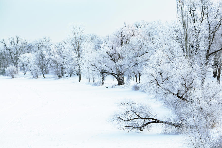 Nature Hoar Frost Forest Winter Photograph by Yinyang
