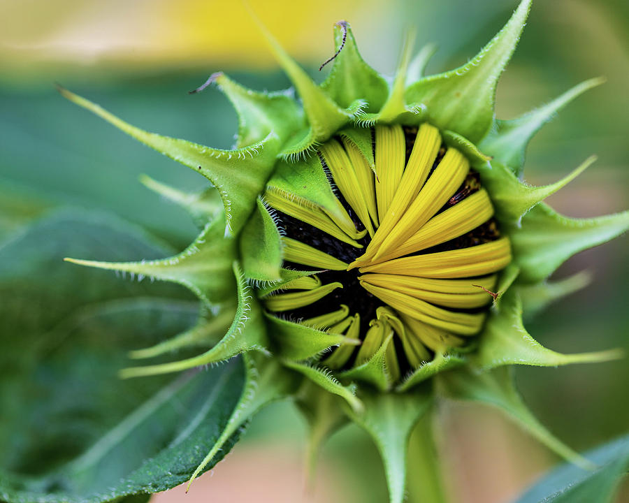 Nature Photography Sunflower #1 Photograph by Amelia Pearn