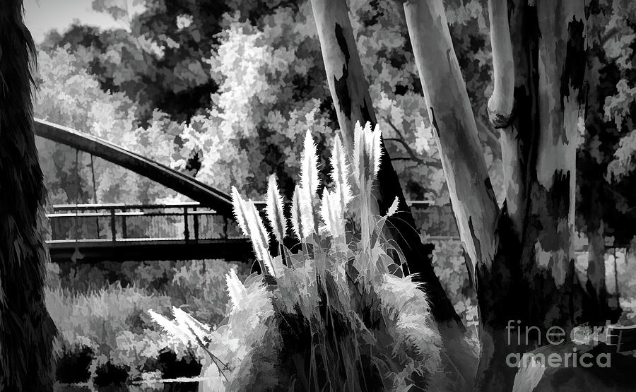 Nature River Bridge BW Cattails  Photograph by Chuck Kuhn