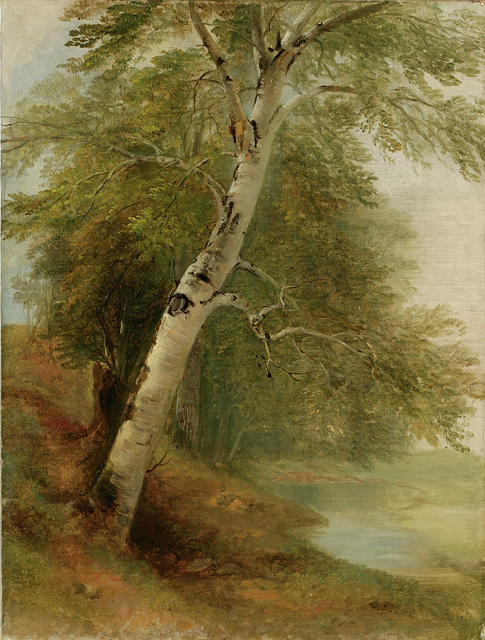 Nature Study A Birch Tree Photograph by The New York Historical Society