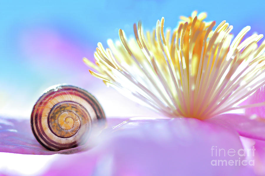 Curve Photograph - Nature Symbol With Clematis Flower by Gregory DUBUS Curve Photograph - Nature Symbol With Clematis Flower by Gregory DUBUS