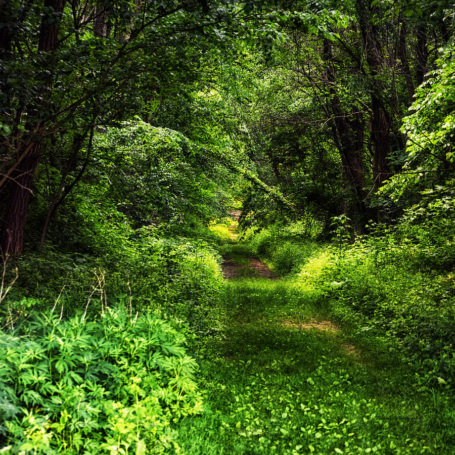 Nature Walk Green Path In The Forest SQ Format Photograph by Thomas ...