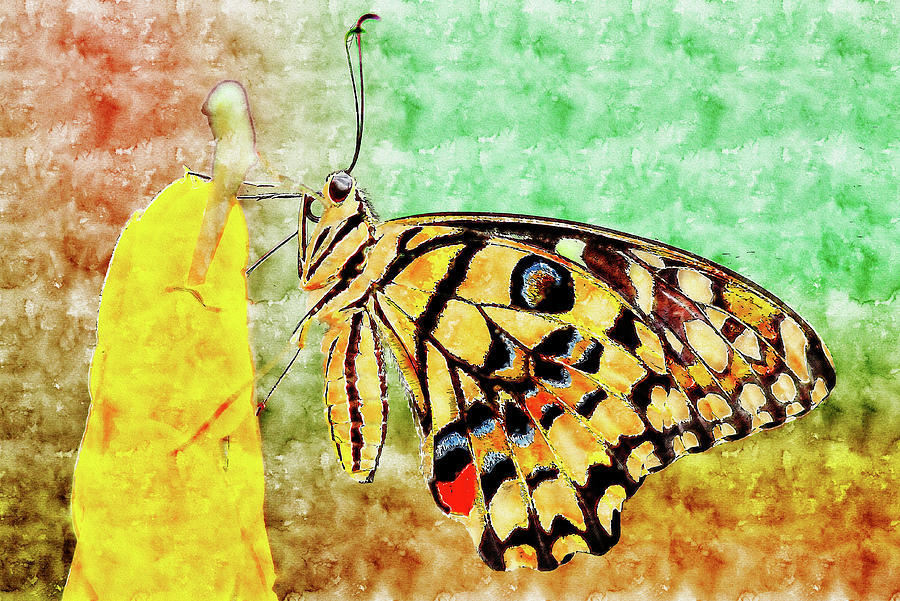 Nature Watercolor Drawing Butterfly Drawing By Hasan Ahmed