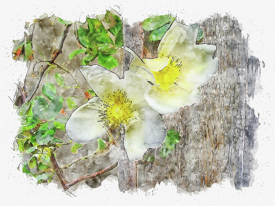Nature #watercolor #sketch #nature #flower Digital Art by TintoDesigns