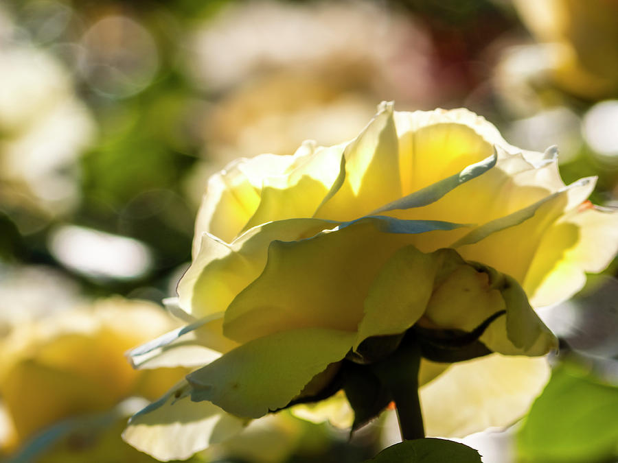 Rose Photograph - Nature - Yellow Rose watching by Arthur Babiarz