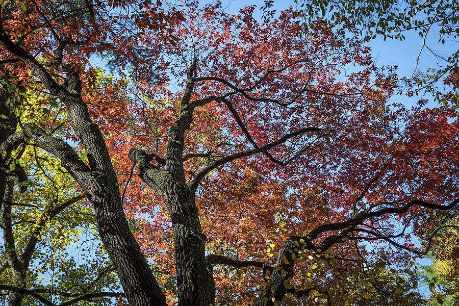 Natures Art in Autumn Photograph by Debra and Dave Vanderlaan