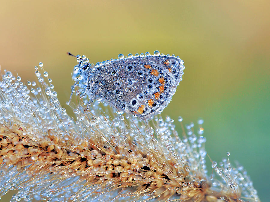 Butterfly Photograph - Natures Beauty Without Special Effects by Thierry Dufour