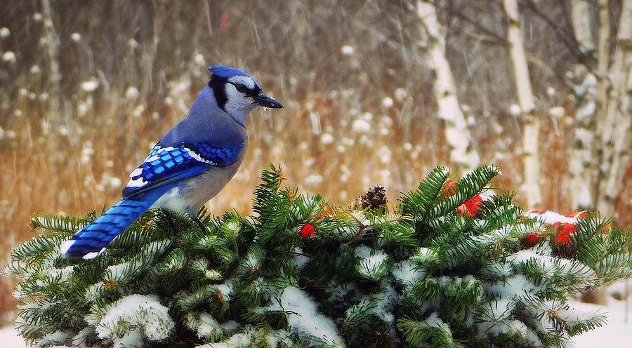 Bird Photograph - Natures Christmas Wreath by Karen Cook
